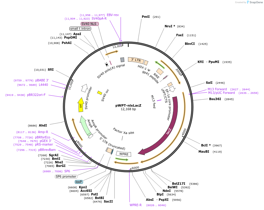 12261-plasmid-map-sequence-id-7273