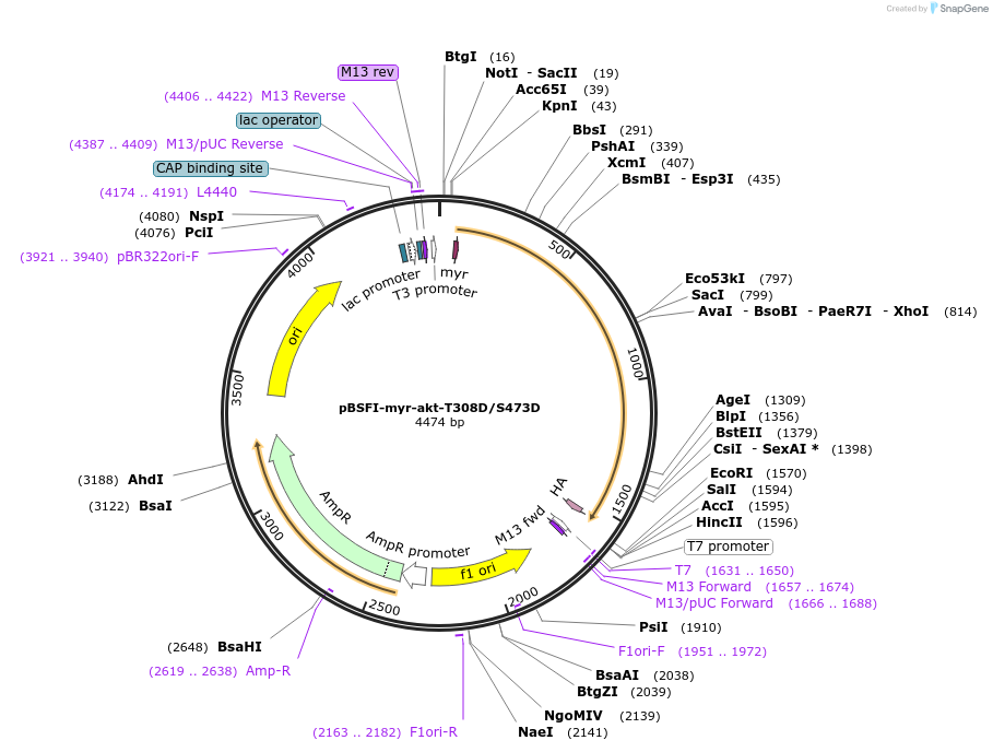 49192-plasmid-map-sequence-id-72749