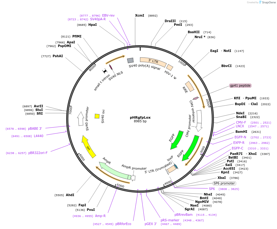 12264-plasmid-map-sequence-id-7276