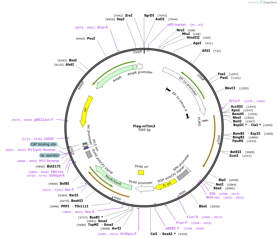 49208-plasmid-map-sequence-id-72764