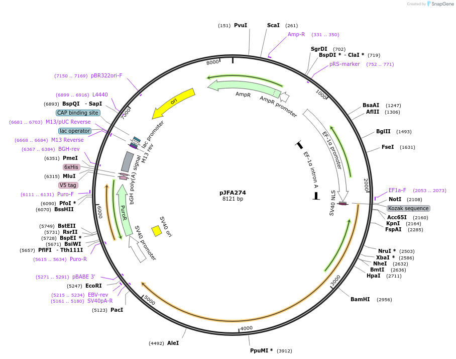 49239-plasmid-map-sequence-id-72806