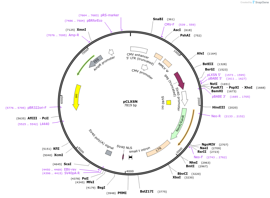 12343-plasmid-map-sequence-id-7285