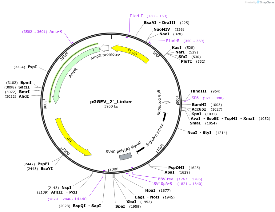 49288-plasmid-map-sequence-id-72920