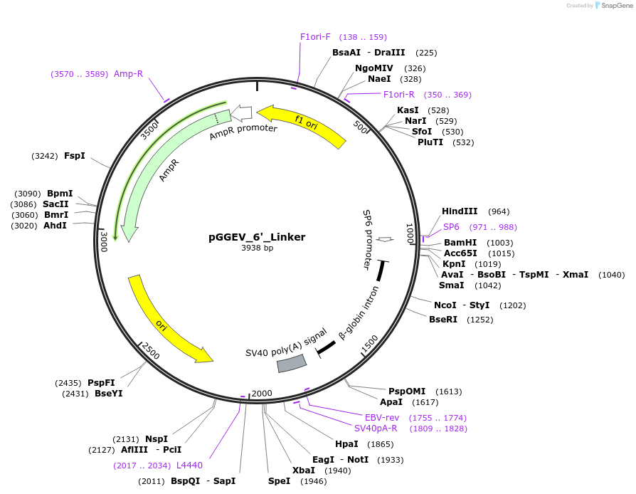 49292-plasmid-map-sequence-id-72924