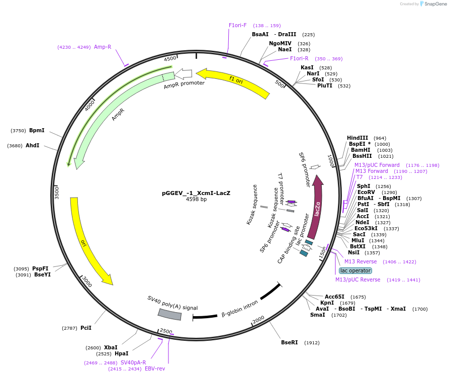 49296-plasmid-map-sequence-id-72928