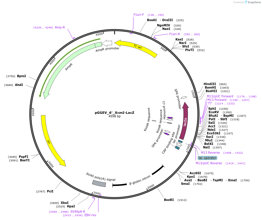 49307-plasmid-map-sequence-id-72939