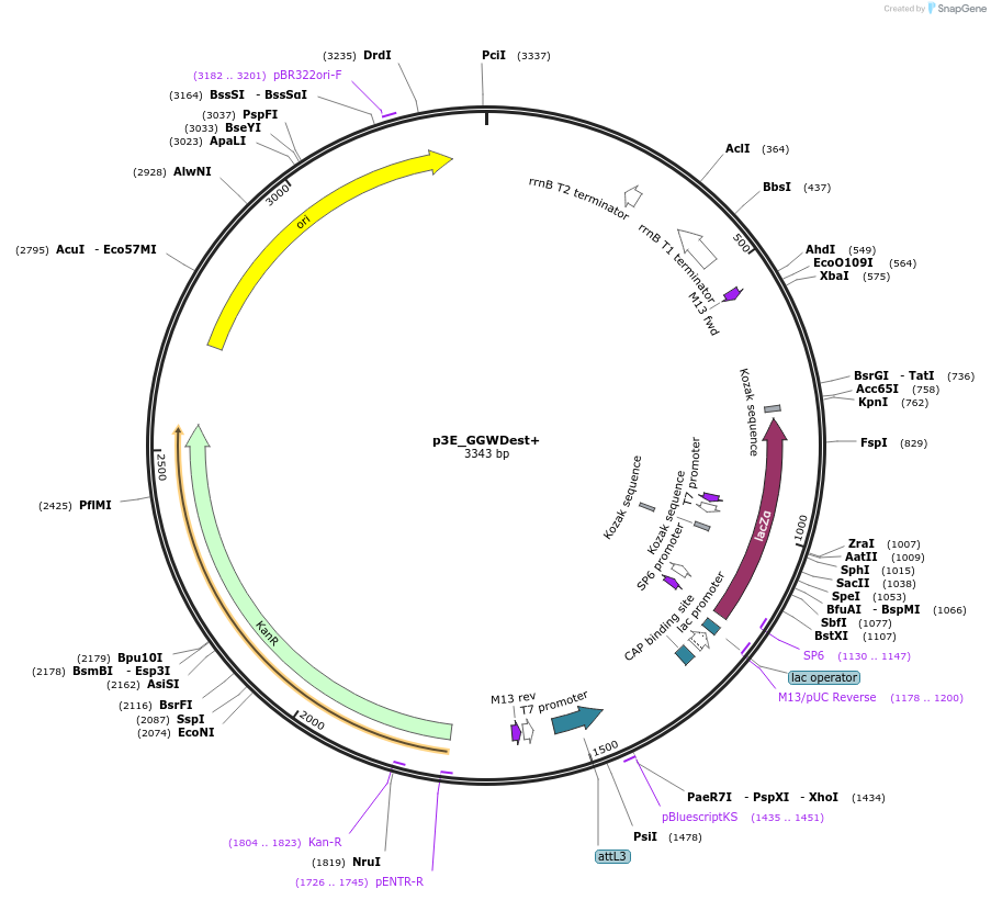49317-plasmid-map-sequence-id-72949