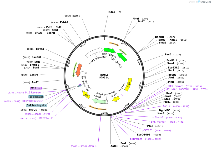 12389-plasmid-map-sequence-id-7295