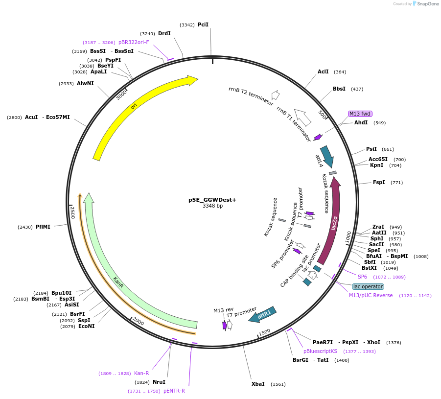 49319-plasmid-map-sequence-id-72951