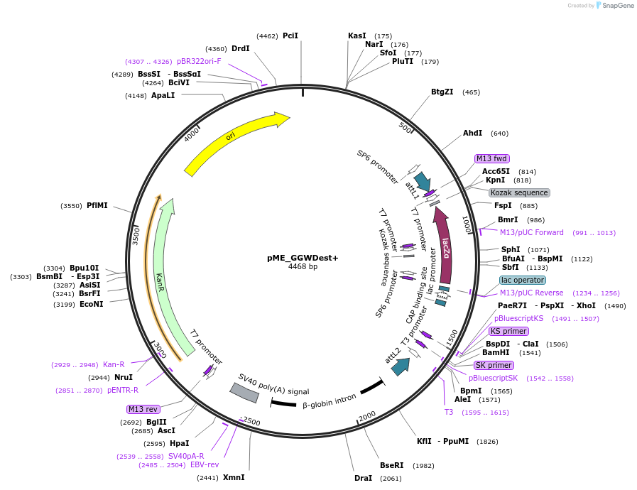 49321-plasmid-map-sequence-id-72953