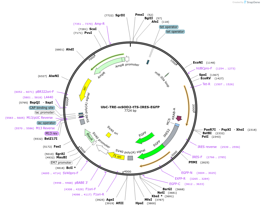 12390-plasmid-map-sequence-id-7296