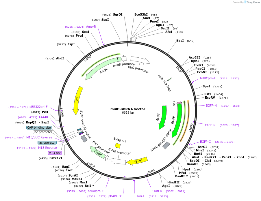 12391-plasmid-map-sequence-id-7297