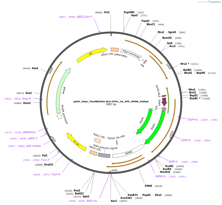 47447-plasmid-map-sequence-id-72978