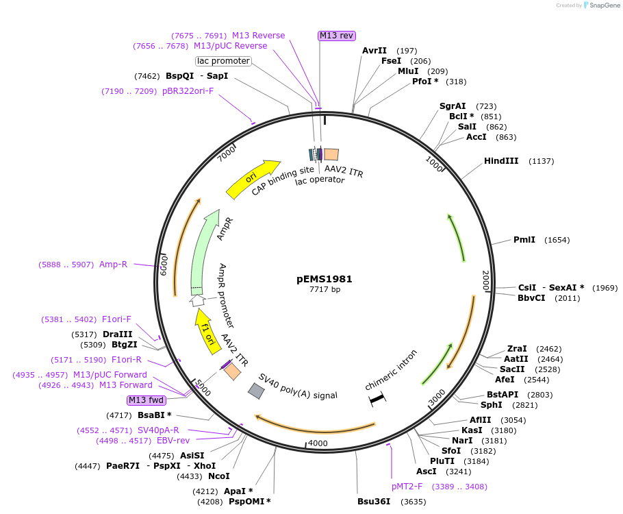 49112-plasmid-map-sequence-id-73210