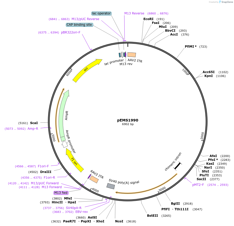 49121-plasmid-map-sequence-id-73219