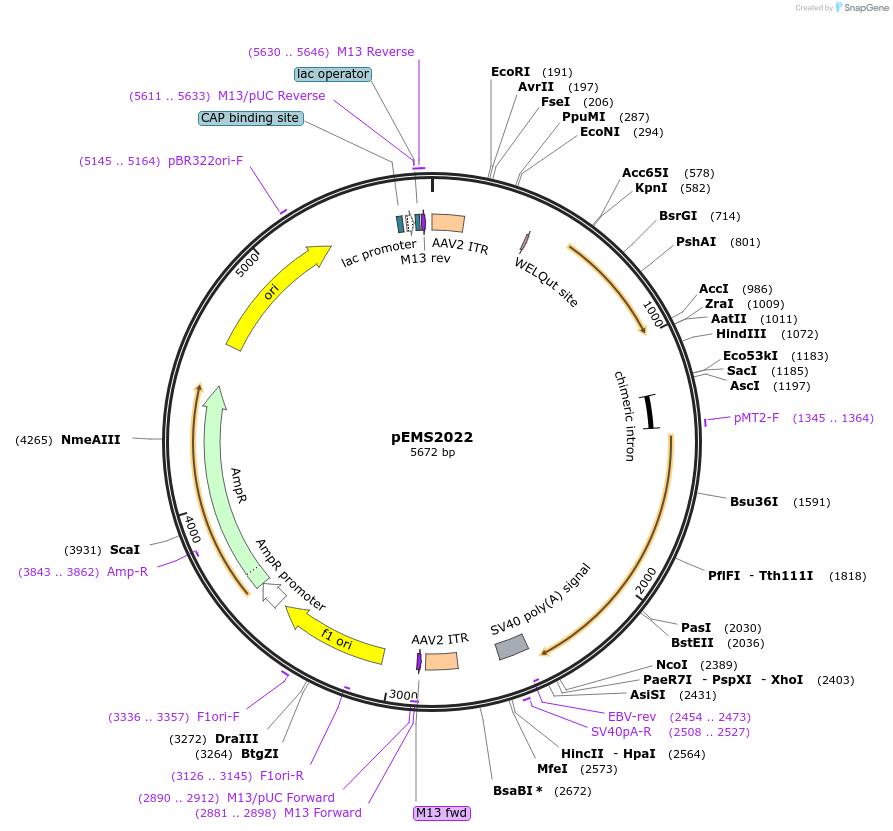 49129-plasmid-map-sequence-id-73230