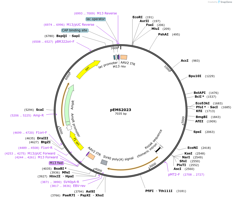 49130-plasmid-map-sequence-id-73231