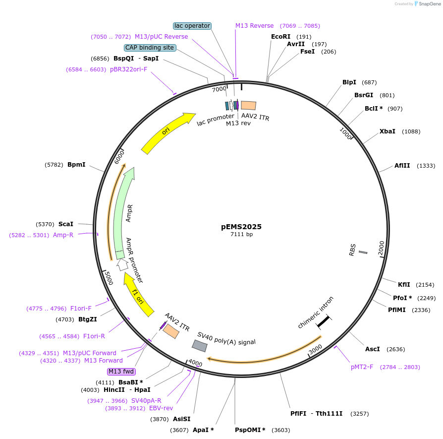 49132-plasmid-map-sequence-id-73233