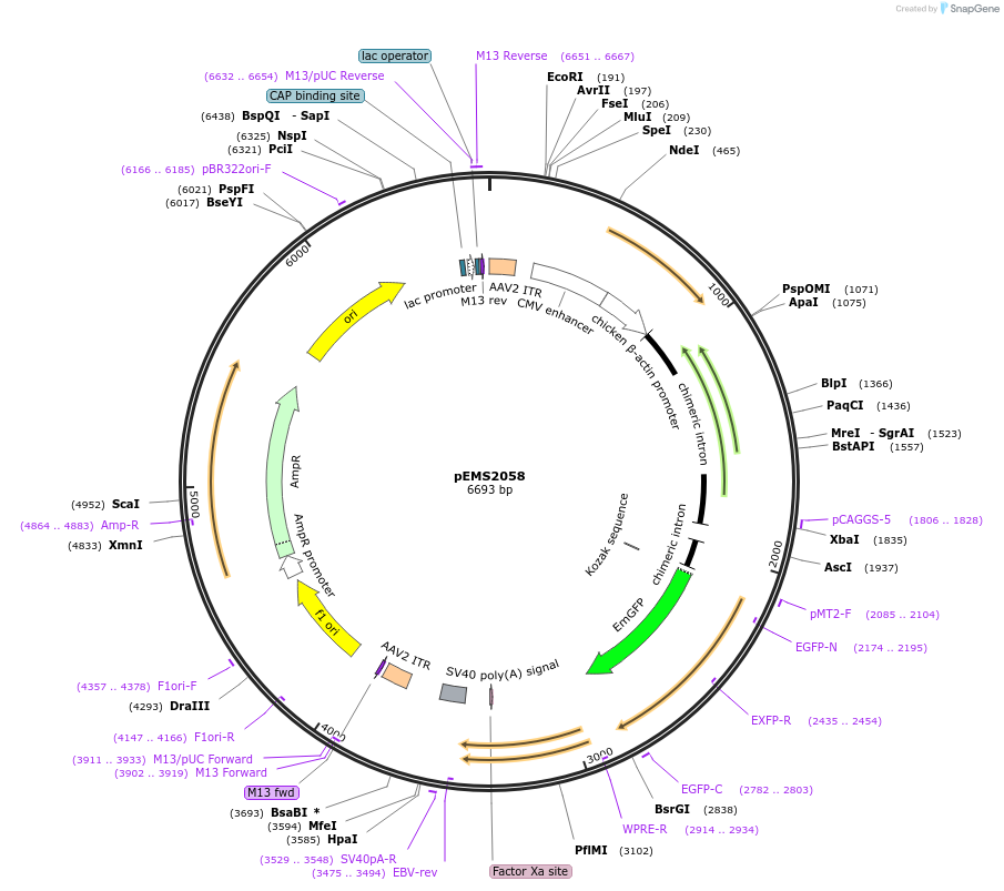 49136-plasmid-map-sequence-id-73237