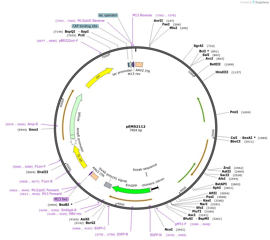 49137-plasmid-map-sequence-id-73238