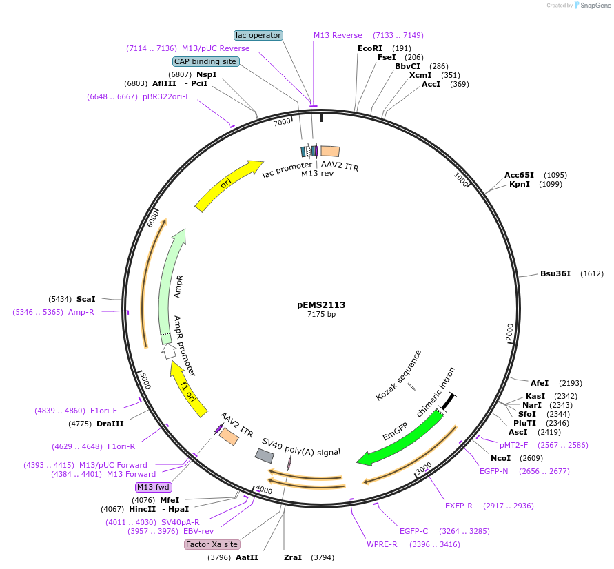 49138-plasmid-map-sequence-id-73239