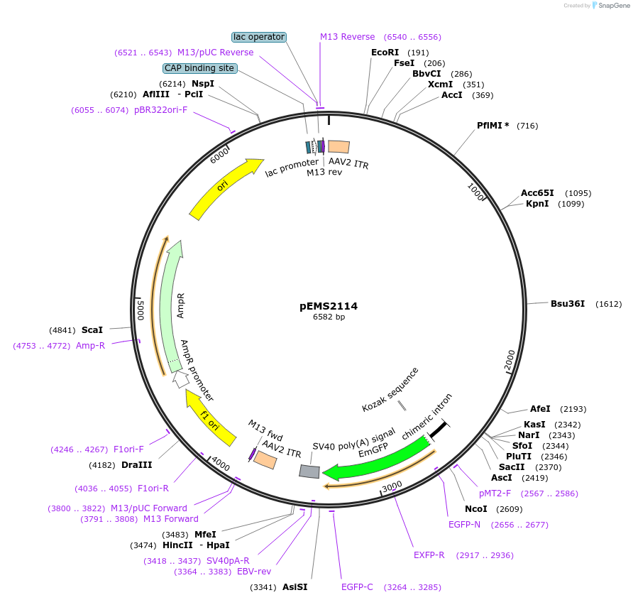 49139-plasmid-map-sequence-id-73240