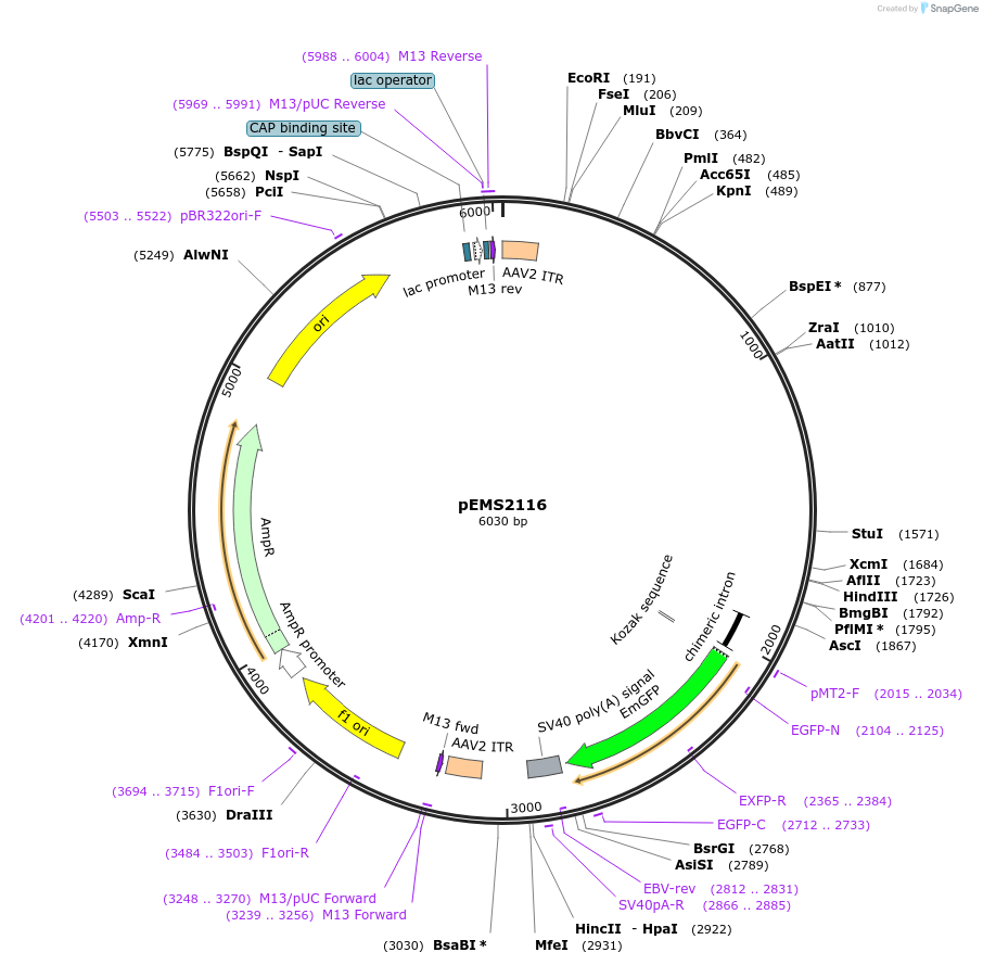49141-plasmid-map-sequence-id-73242