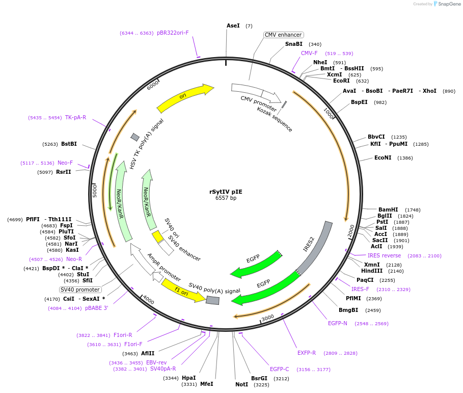 12503-plasmid-map-sequence-id-7330