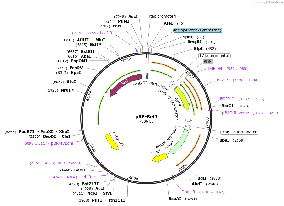 49357-plasmid-map-sequence-id-73302