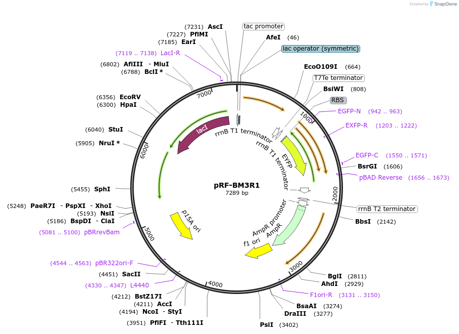 49358-plasmid-map-sequence-id-73305