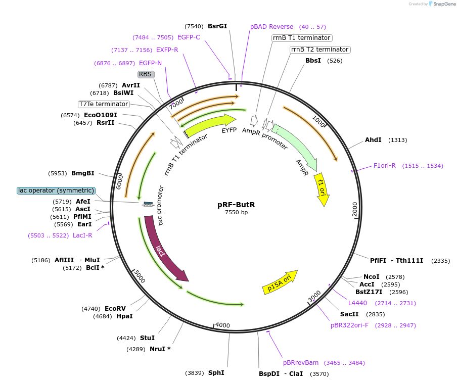 49359-plasmid-map-sequence-id-73308
