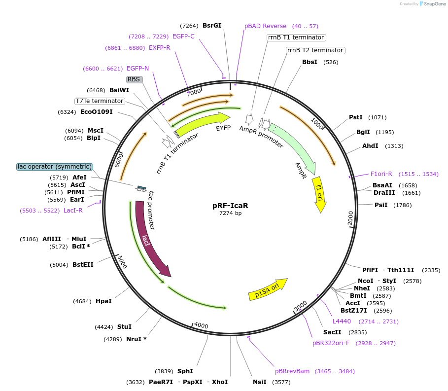 49362-plasmid-map-sequence-id-73317