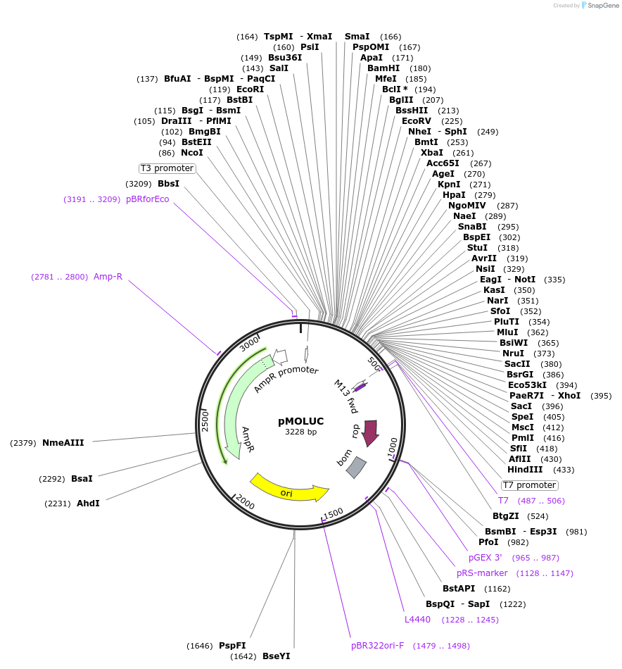 12514-plasmid-map-sequence-id-7337