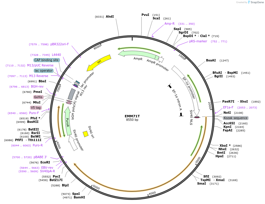 49044-plasmid-map-sequence-id-73504