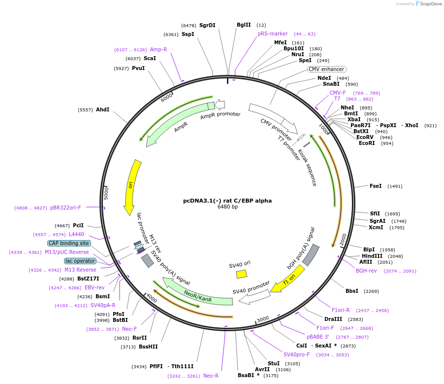 12550-plasmid-map-sequence-id-7356