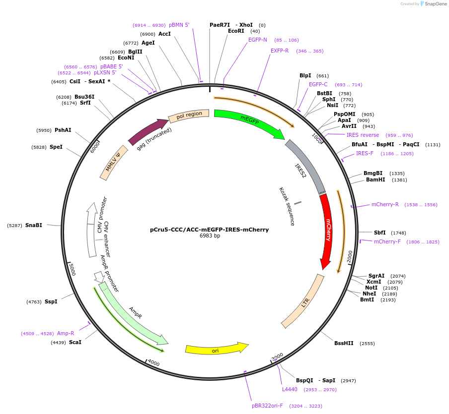 49222-plasmid-map-sequence-id-73633