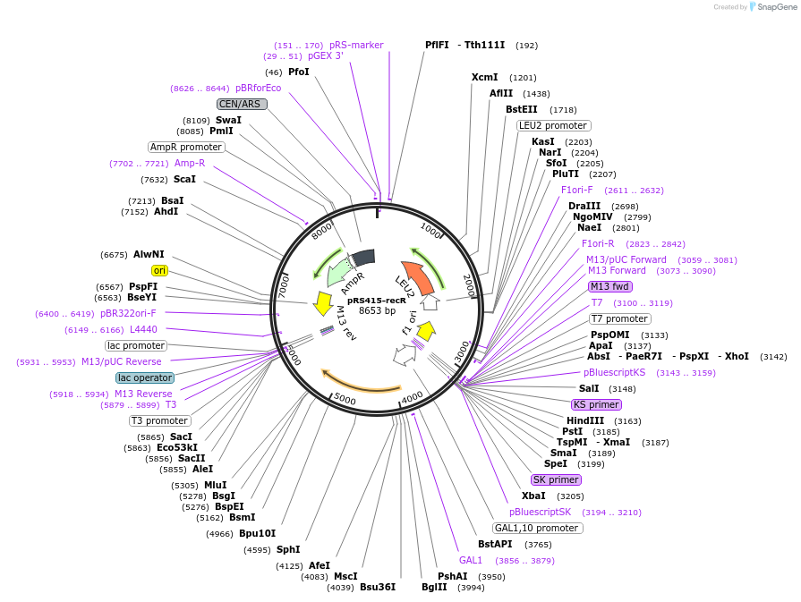 49457-plasmid-map-sequence-id-73669