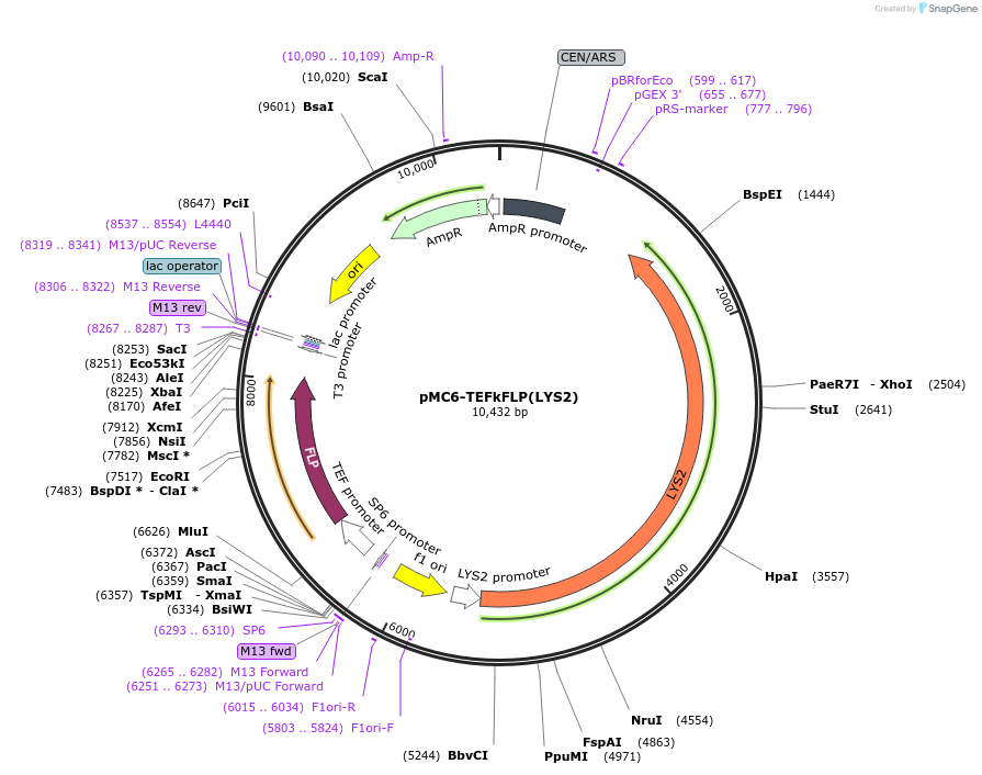 49458-plasmid-map-sequence-id-73670