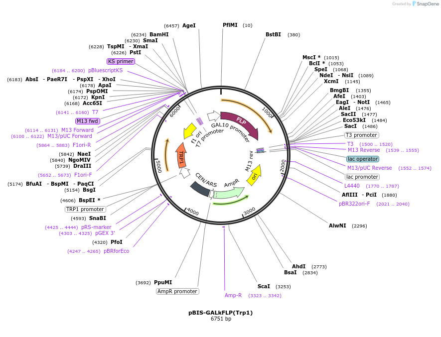 49459-plasmid-map-sequence-id-73674