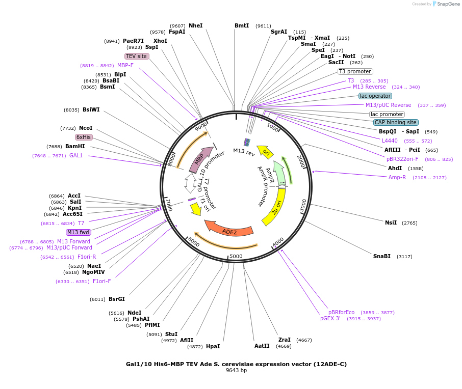 48299-plasmid-map-sequence-id-73681