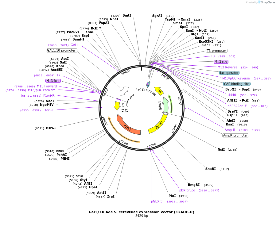 48300-plasmid-map-sequence-id-73682
