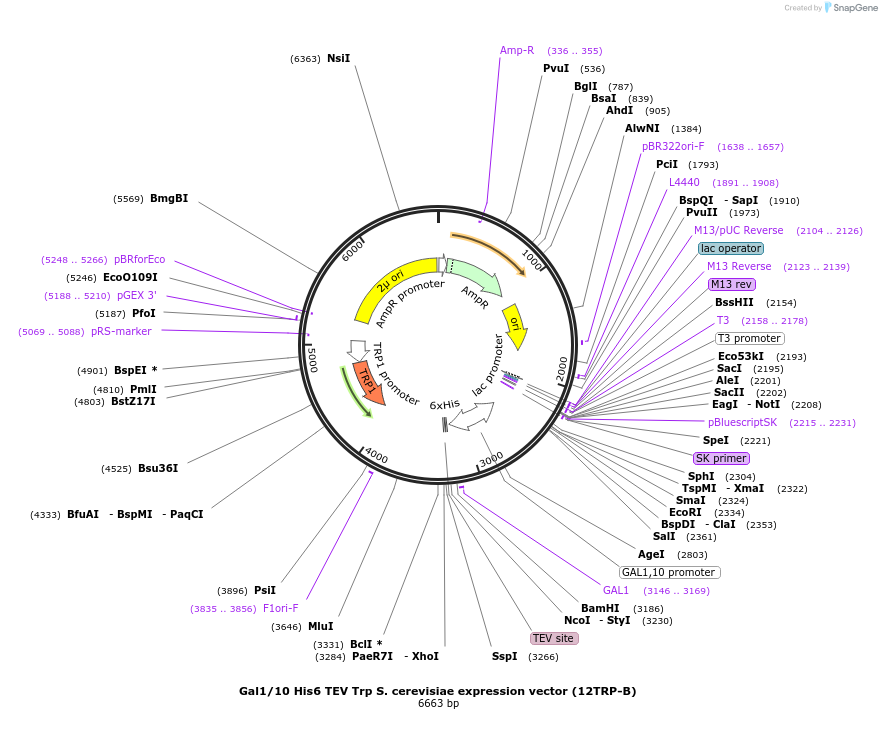 48301-plasmid-map-sequence-id-73684