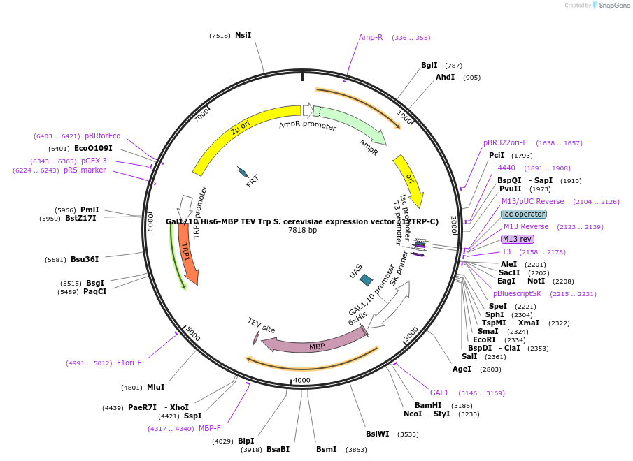 48302-plasmid-map-sequence-id-73685