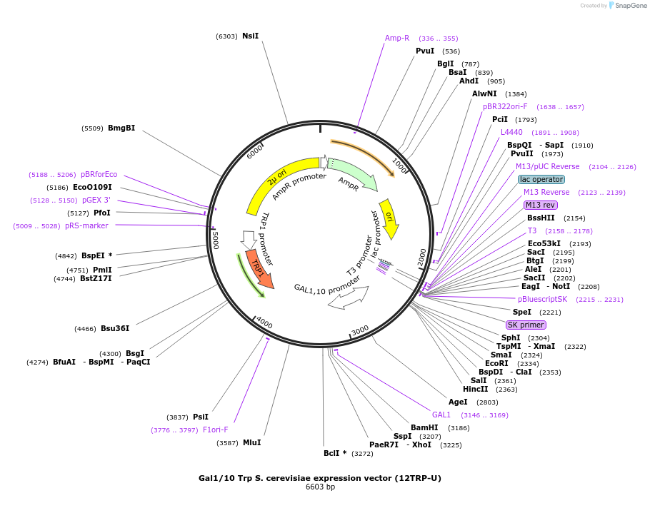 48303-plasmid-map-sequence-id-73686