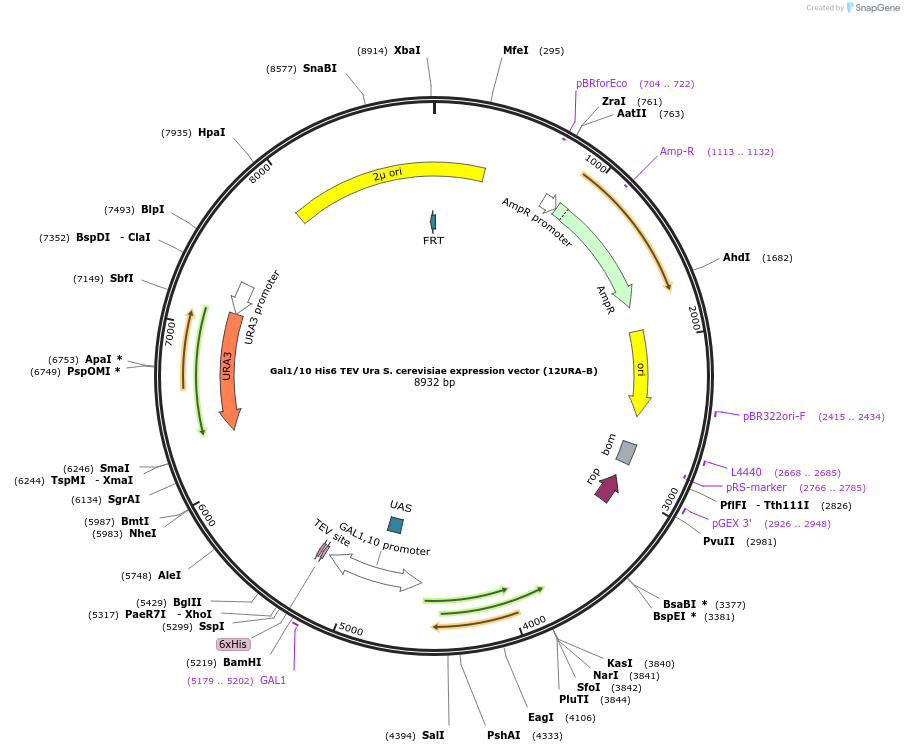 48304-plasmid-map-sequence-id-73688
