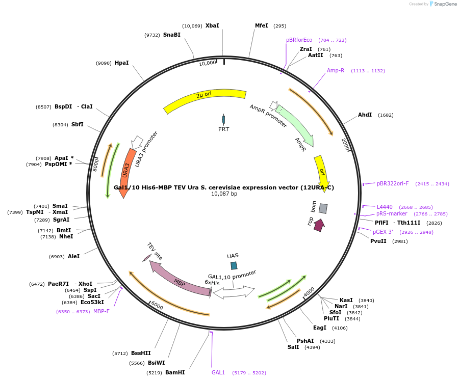 48305-plasmid-map-sequence-id-73689