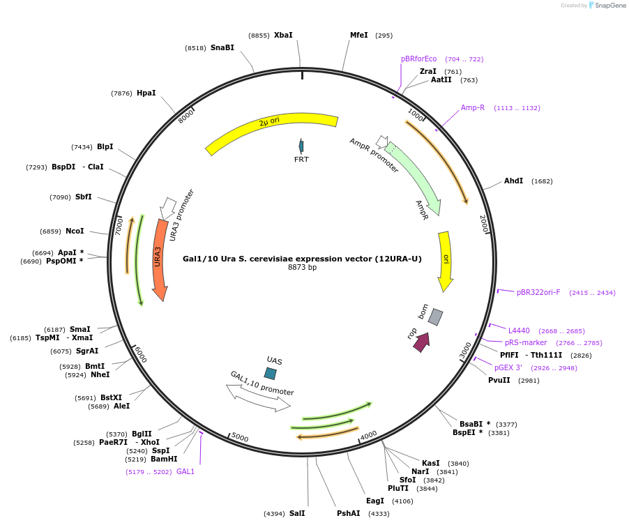 48306-plasmid-map-sequence-id-73691