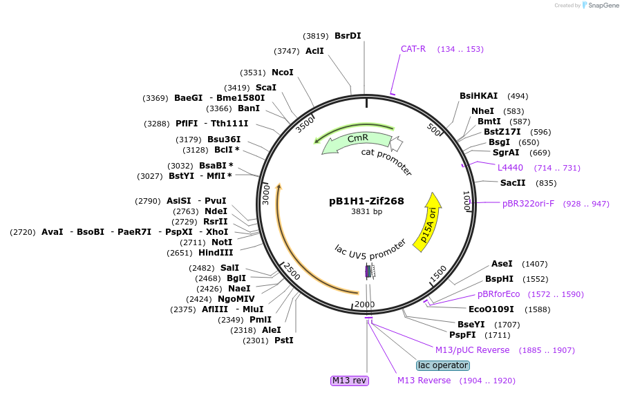 12612-plasmid-map-sequence-id-7374