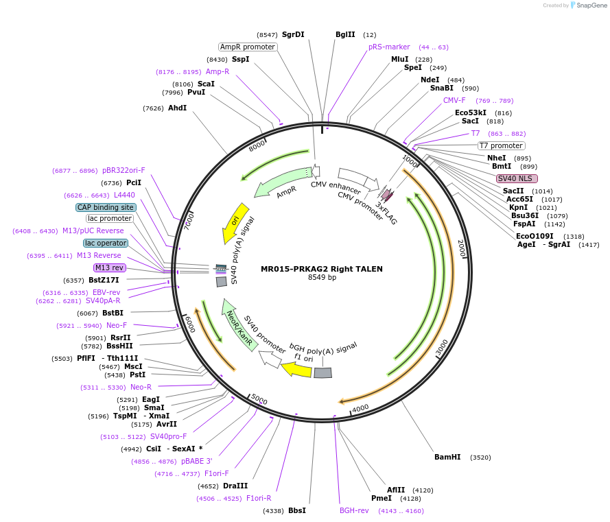 49454-plasmid-map-sequence-id-73763