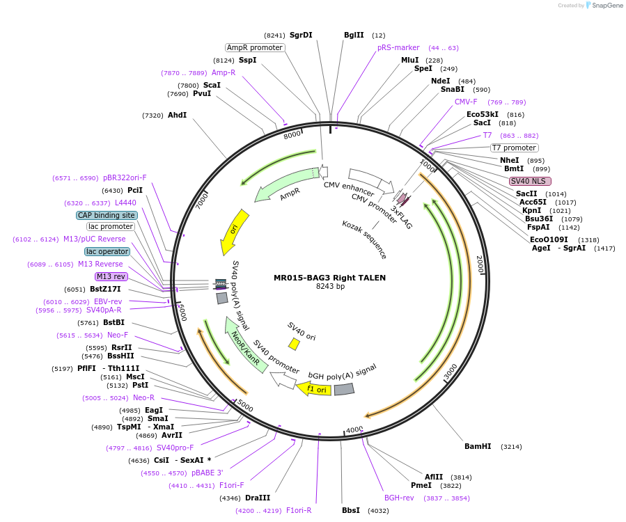 49466-plasmid-map-sequence-id-73765